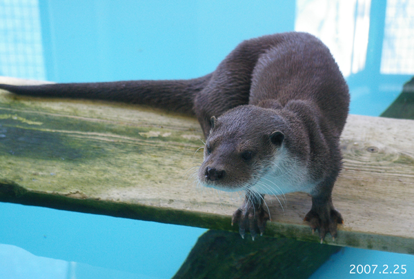 ユーラシアカワウソ