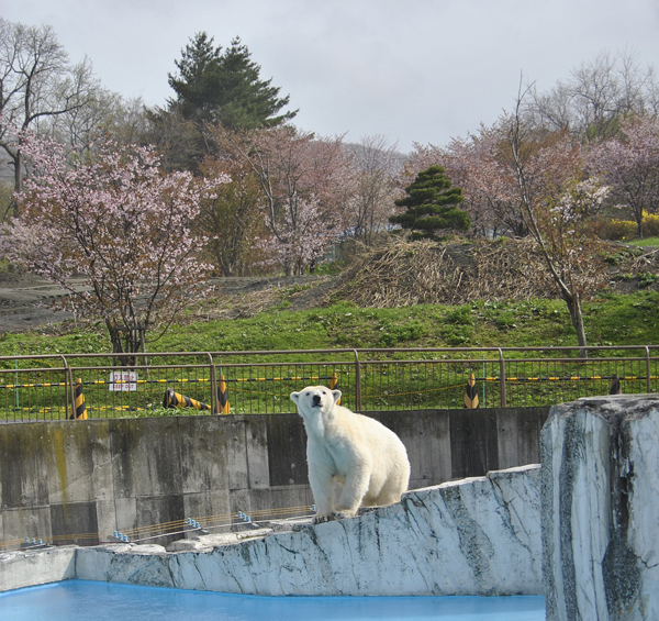 ララと桜