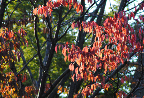 紅葉