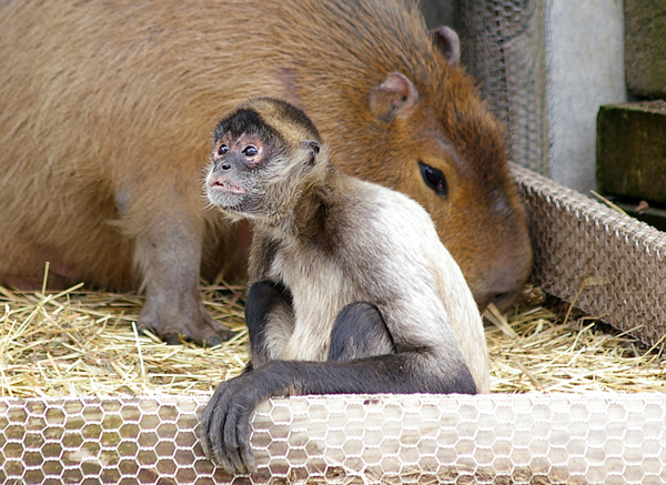 カピバラとクモザル 北の暮らし 札幌 宮の森から