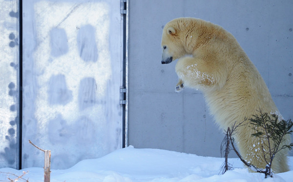 雪へだいぶ