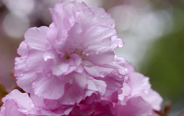 八重桜