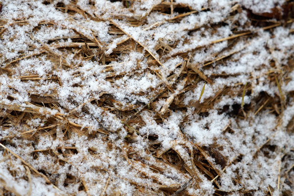 雪