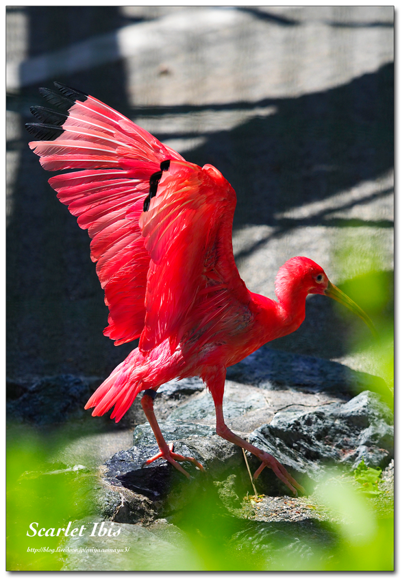 ショウジョウトキ