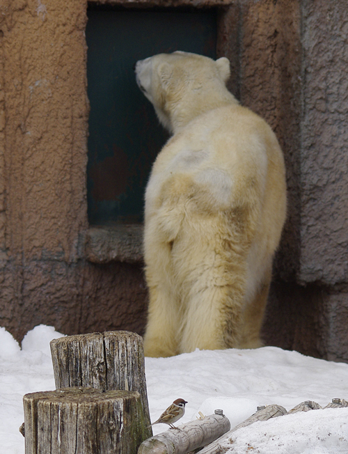 スズメ