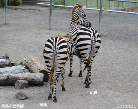 母子