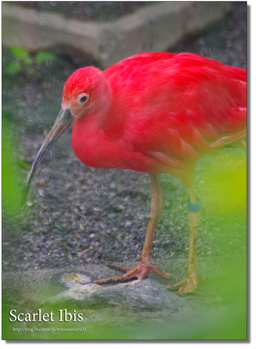 ショウジョウトキ