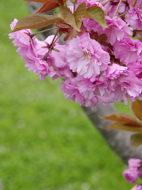 八重桜