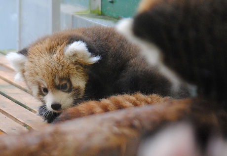 レッサーパンダの赤ちゃん