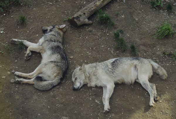 ショウとキナコ