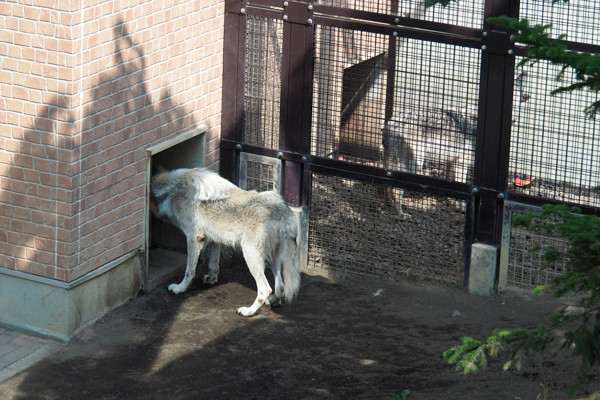 ショウスイカ