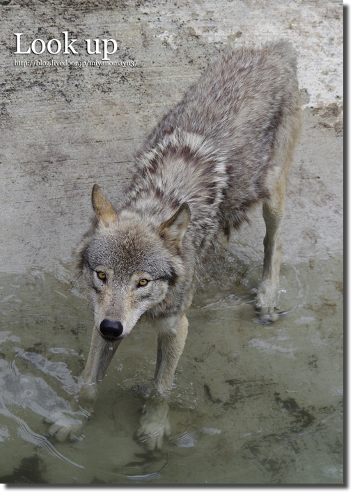 ショウ