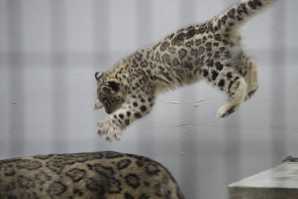 ジャンプ