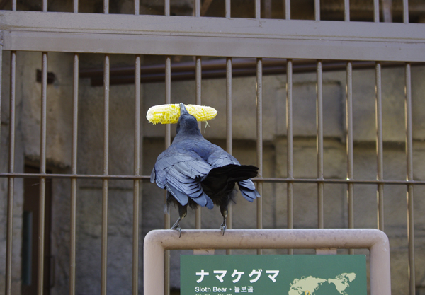 とうきびカラス