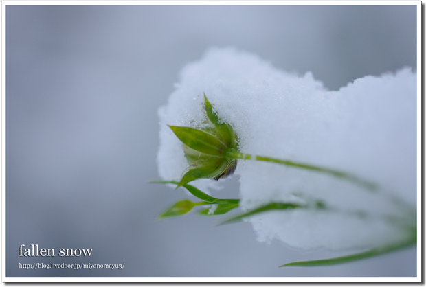 積雪