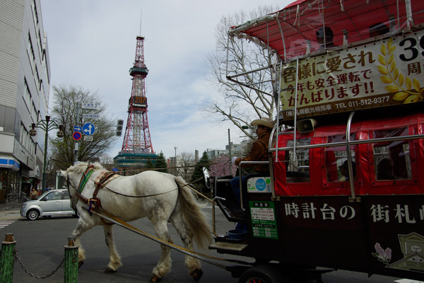 春の銀太くん 北の暮らし 札幌 宮の森から