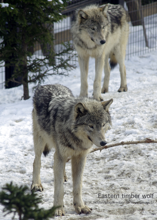 ショウユウキ