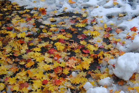 雪と紅葉