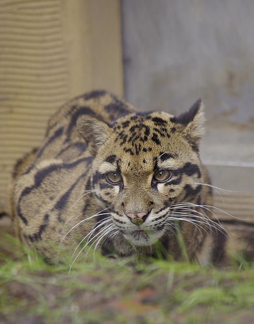 ウンピョウ