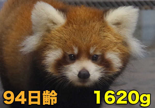 赤ちゃん94
