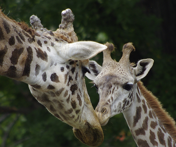 ユウマとナナスケ