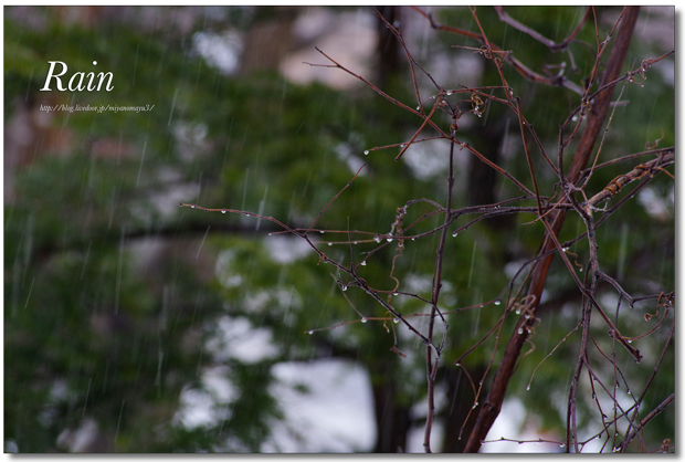 雨