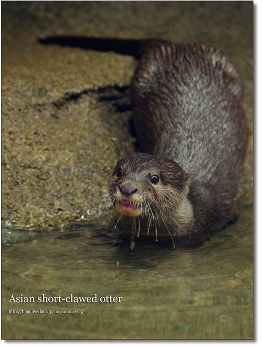 コツメカワウソ