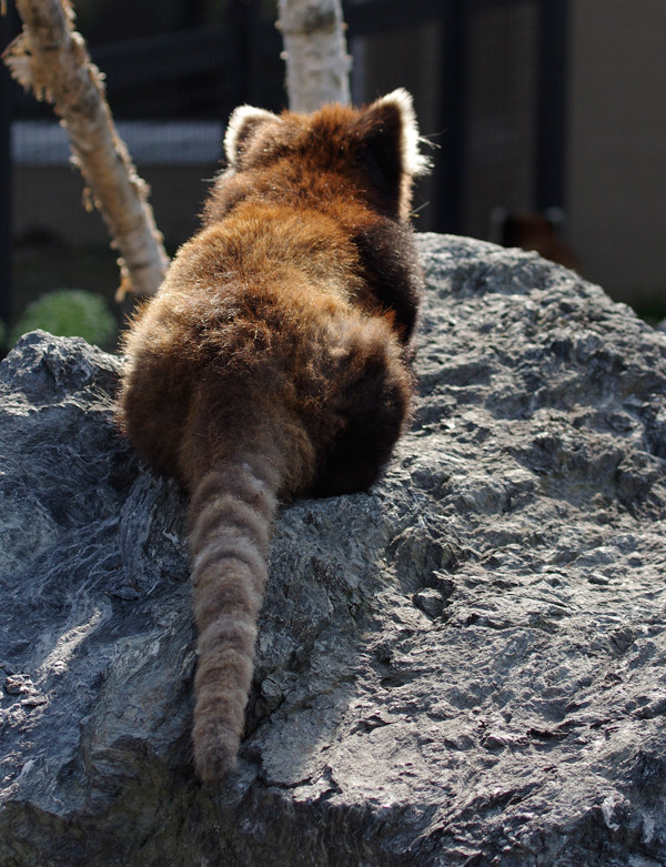 シポ