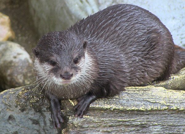 カワウソ