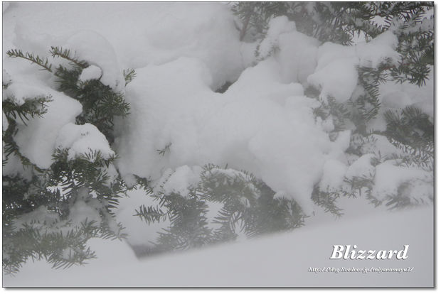 暴風雪