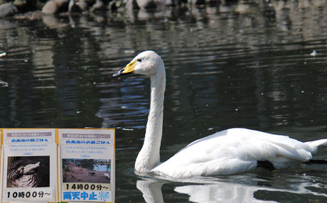 白鳥池