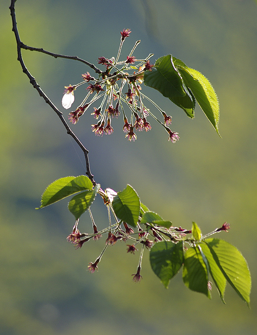 桜