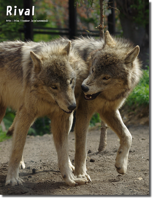 ユウキショウ