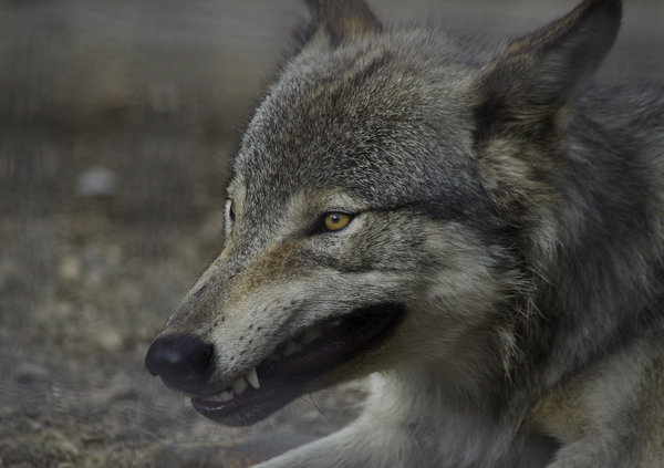 ショウ