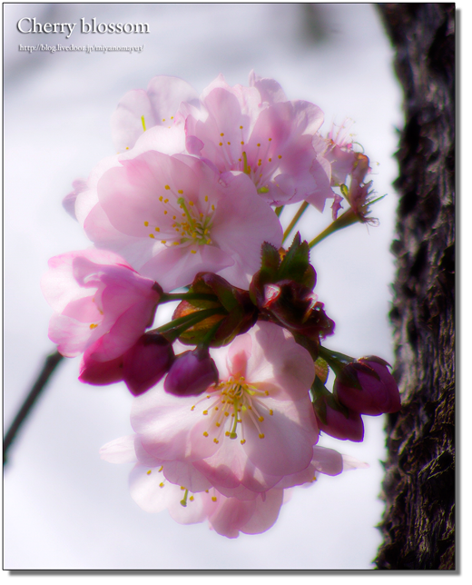 桜