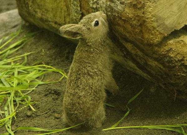 ユキウサギ