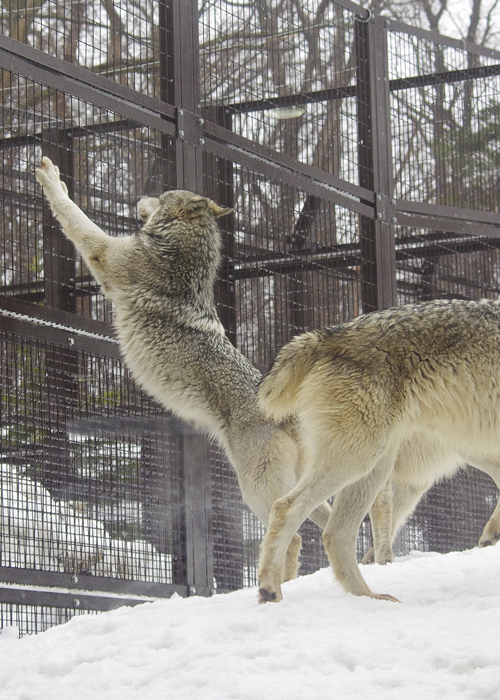 ショウ