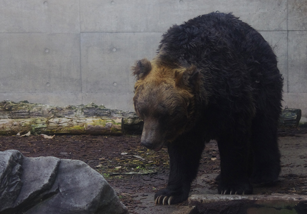 クマぞう