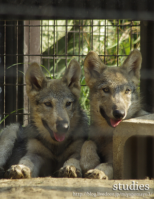 ショウとユウキ