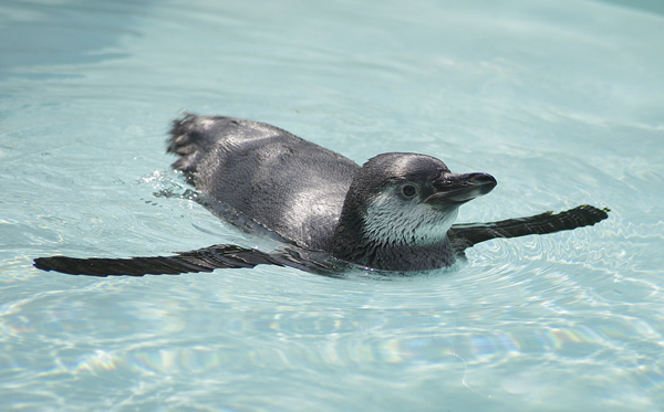 ペンギン