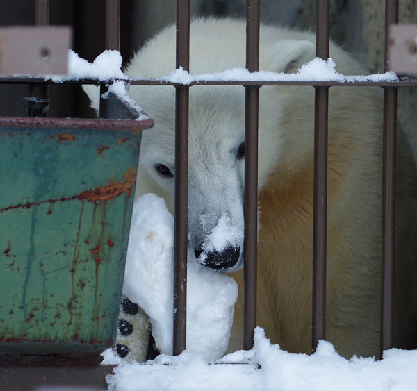 大きい雪玉
