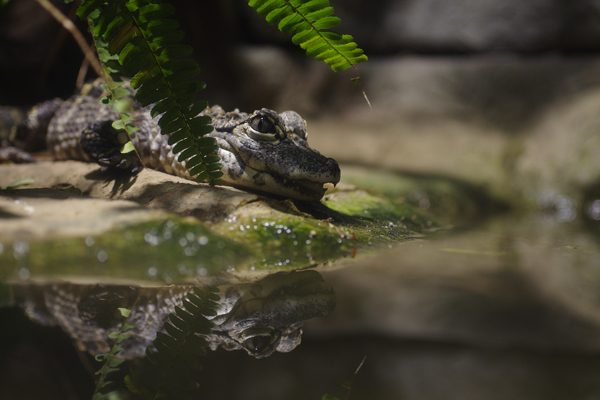 ヨウスコウワニ