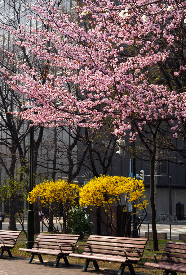 大通桜