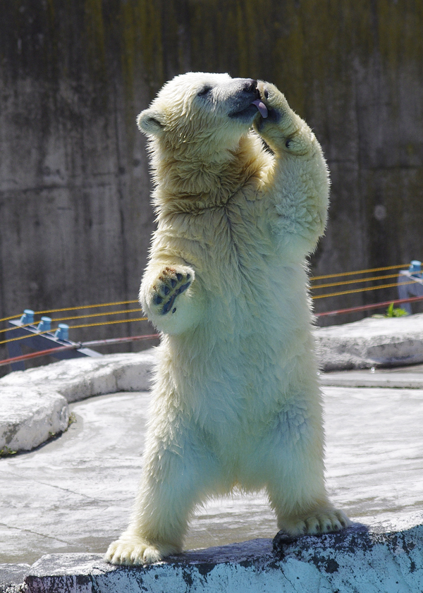 クーちゃん