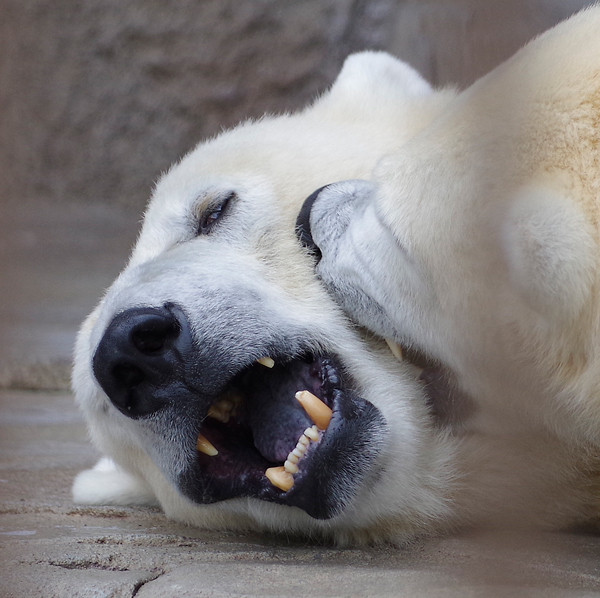 上の犬歯