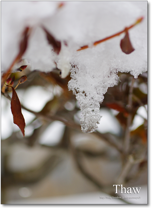 雪解け