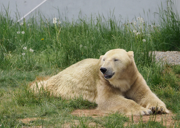 草の上