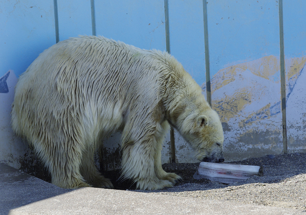 氷食べるツヨシ