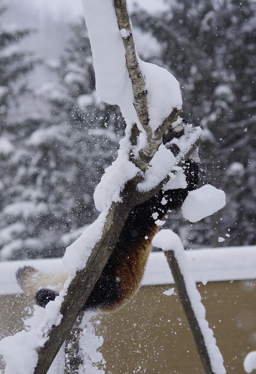 雪ココ