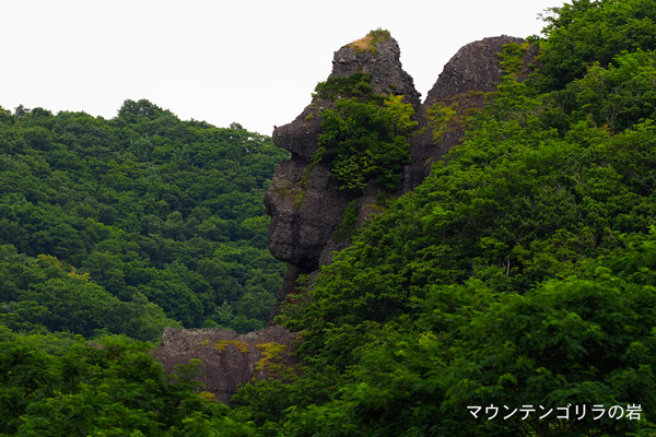 マウンテンゴリラ